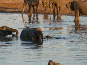 All you need to know about the Big Five animals (Elephant, lion, leopard, rhino, and African buffalo